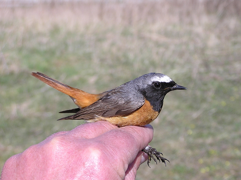 Common Redstart, Sundre 20050507